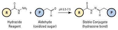 Poudre blanche adipique minimum CAS 1071-93-8 de Dihydrazide CAD d'acide de 99%